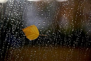 leaf in rain