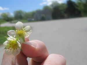 julia spring 2010 212