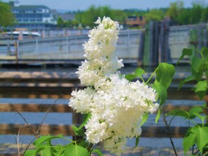 julia spring 2010 480