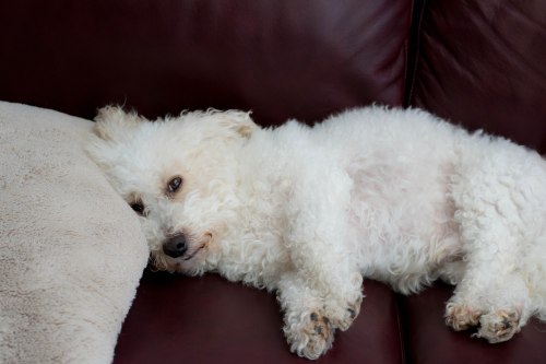 Thornton-Franconia-0006-1