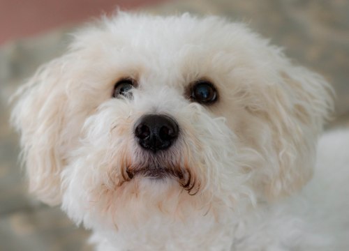 Thornton-Franconia-0121-1